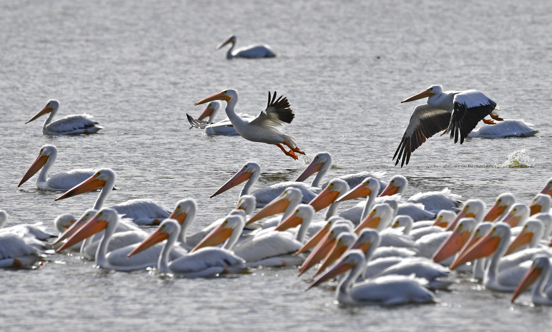White pelicans